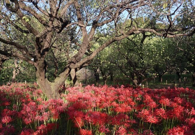 🏞️ 후추시 향토의 숲 박물관 (후추시 쿄도노모리 하쿠부츠칸) 이미지 1